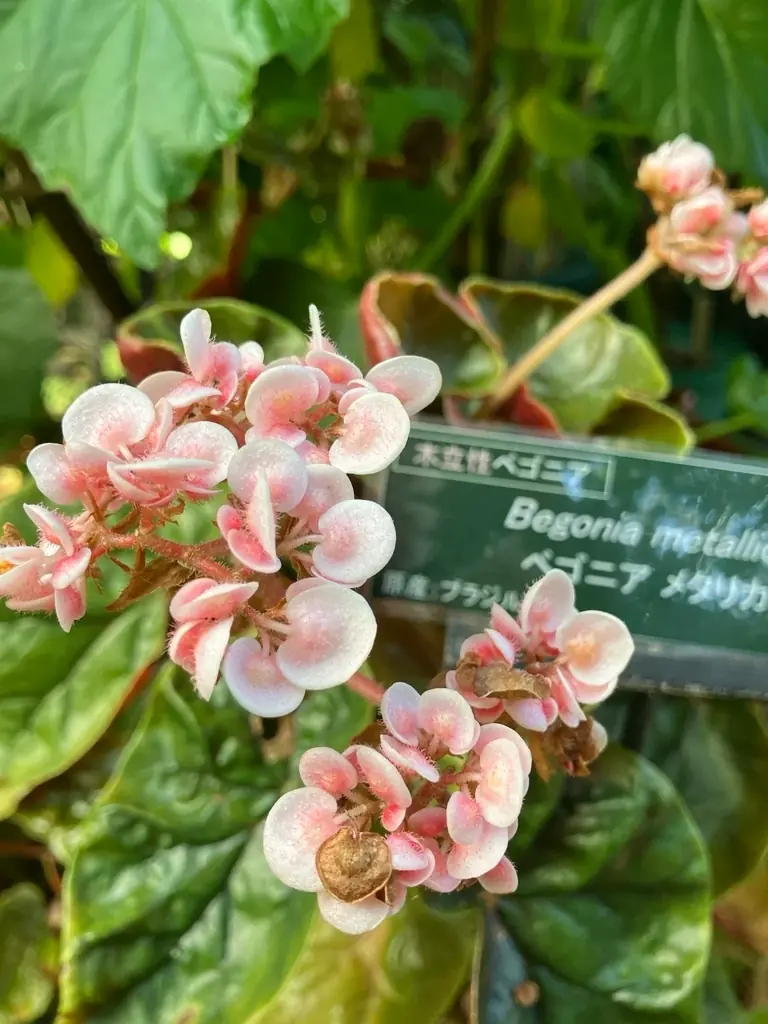 風鈴とひまわりが彩る夏の植物園！ 画像 5