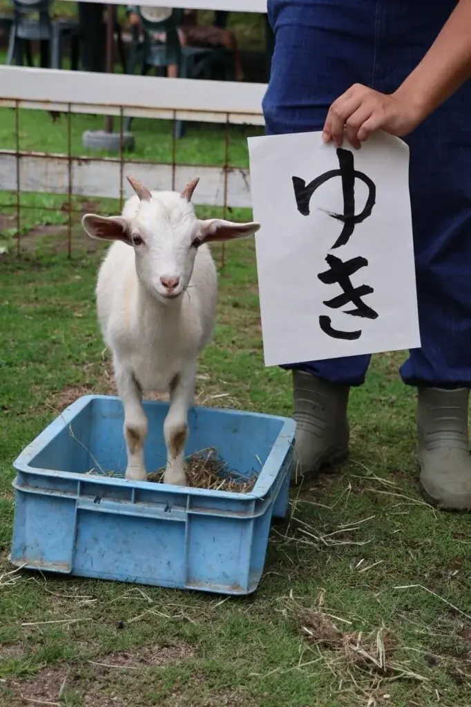 風鈴とひまわりが彩る夏の植物園！ 画像 9