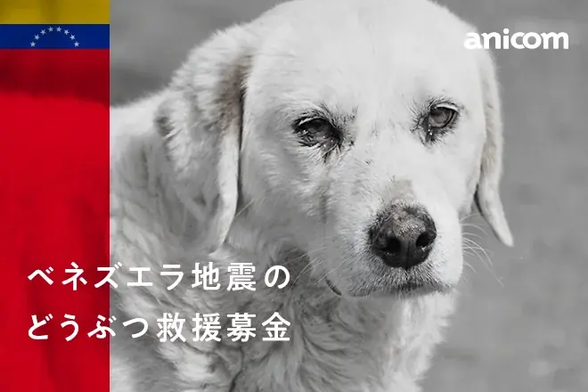 アニコムが開始、ベネズエラ地震のどうぶつ救援募金