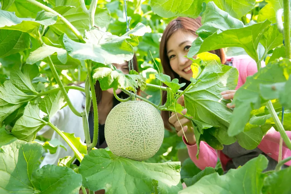 豪華に豪快に！マスクメロンをお好きなだけお召し上がりください♪　休暇村伊良湖、メロン食べ放題＆メロン収穫体験付きプランを7月15日より販売 画像 1