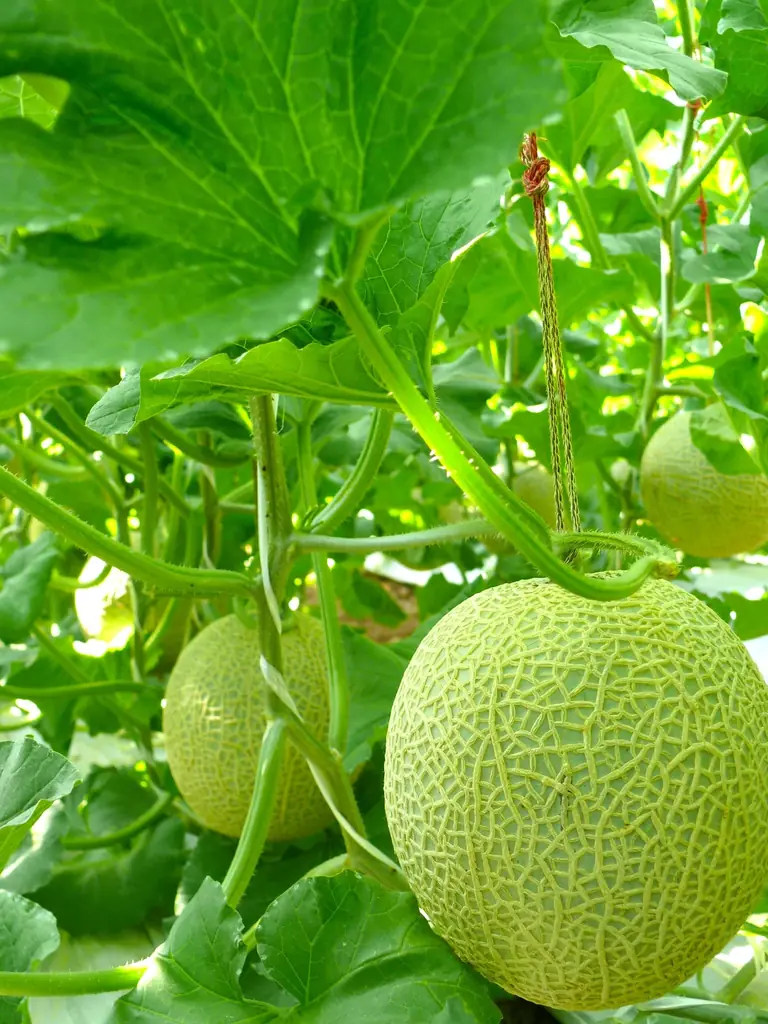 豪華に豪快に！マスクメロンをお好きなだけお召し上がりください♪　休暇村伊良湖、メロン食べ放題＆メロン収穫体験付きプランを7月15日より販売 画像 2