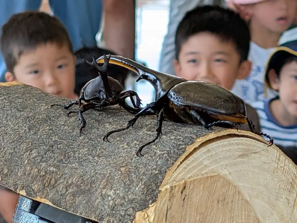 「サマーフェスタ」を開催します！（国営木曽三川公園138タワーパーク） 画像 11