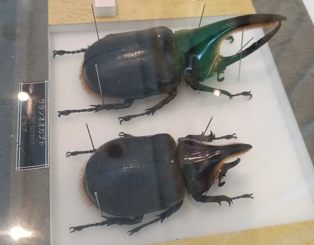 「サマーフェスタ」を開催します！（国営木曽三川公園138タワーパーク） 画像 7