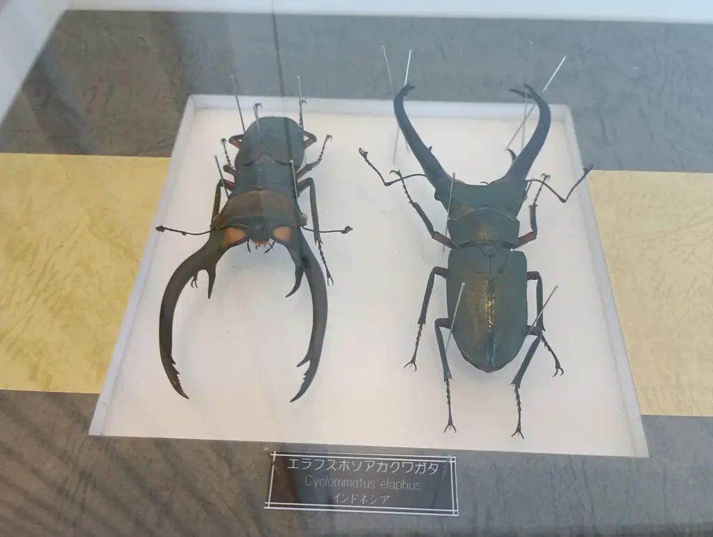 「サマーフェスタ」を開催します！（国営木曽三川公園138タワーパーク） 画像 8