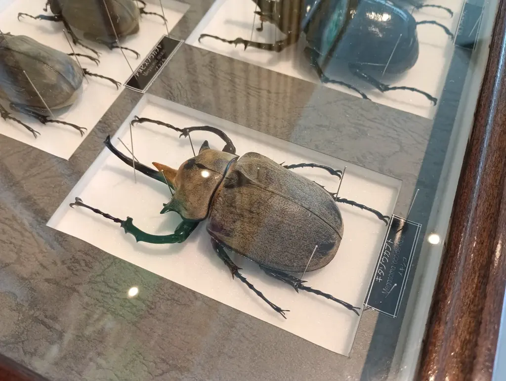 「サマーフェスタ」を開催します！（国営木曽三川公園138タワーパーク） 画像 9
