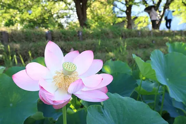 早朝に咲く大輪 高槻市の新川でハスが開花 画像 1
