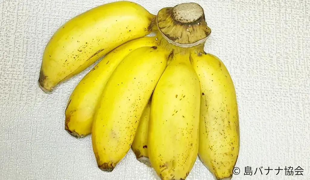 沖縄県産幻のバナナリキュール「はじめましての島バナナ」を販売開始 画像 3