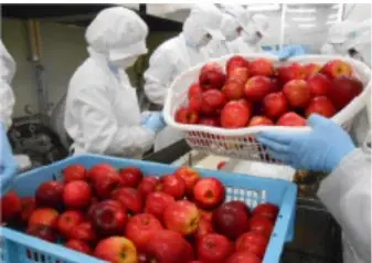 学校給食で親しまれた“あの味”がコンビニで。国産りんご使用「アップルシャーベット」、東北と新潟のファミリーマートで数量限定販売 画像 2
