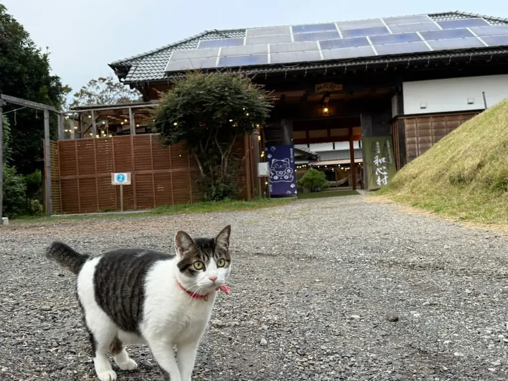 昨夏大好評のふわふわ台湾マンゴーかき氷、今年は宿泊・日帰り利用のお客様限定で7月23日販売開始 画像 3