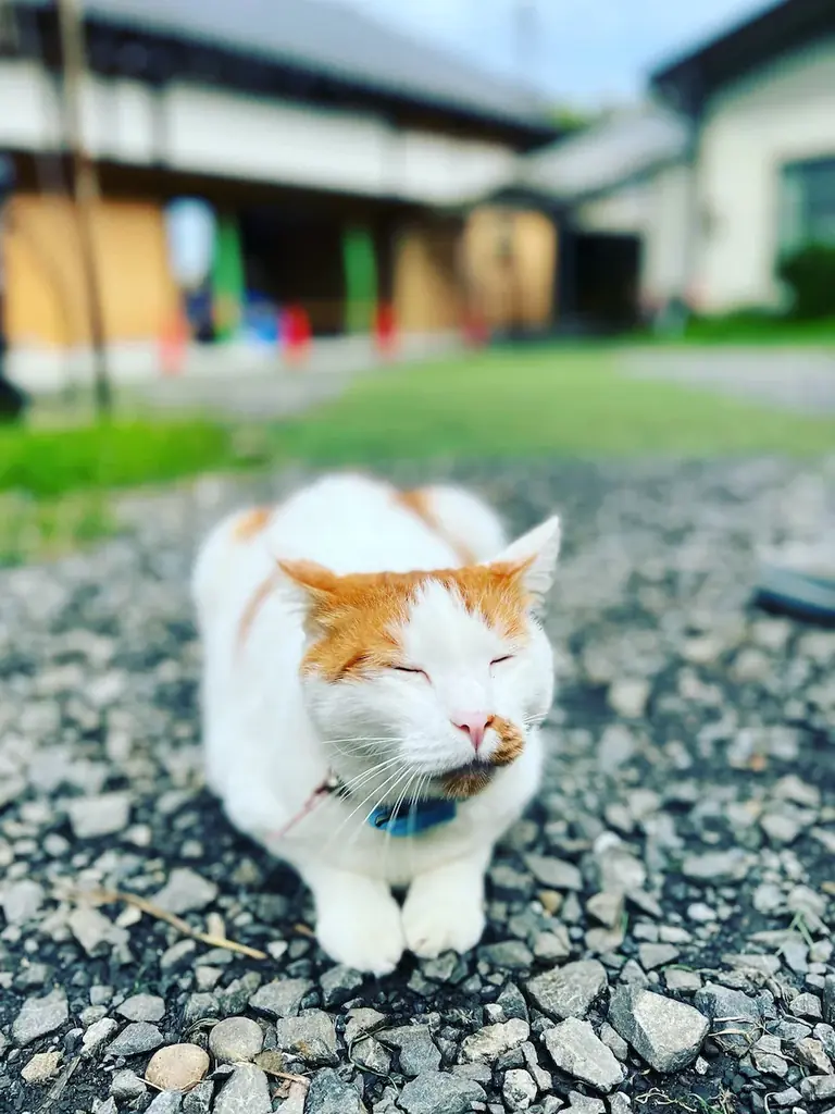 昨夏大好評のふわふわ台湾マンゴーかき氷、今年は宿泊・日帰り利用のお客様限定で7月23日販売開始 画像 8