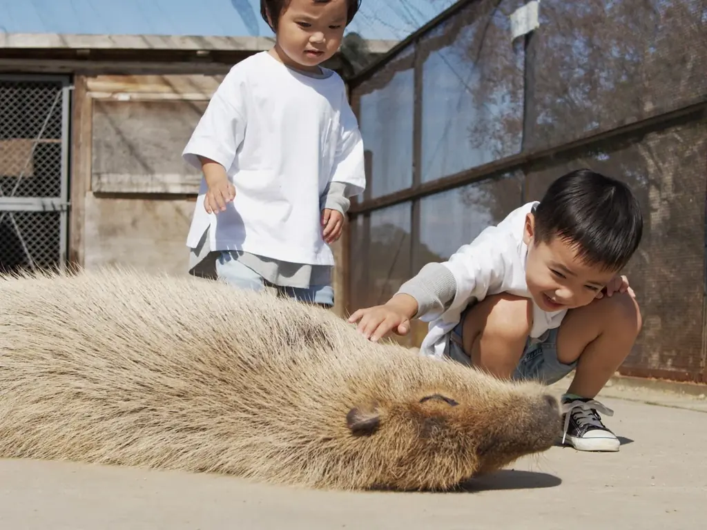 【8月開花予想】夏風に揺れる、ひまわりの丘～7万本のひまわり～【ハーベストの丘】 画像 14