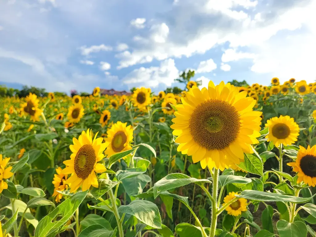 【8月開花予想】夏風に揺れる、ひまわりの丘～7万本のひまわり～【ハーベストの丘】 画像 2