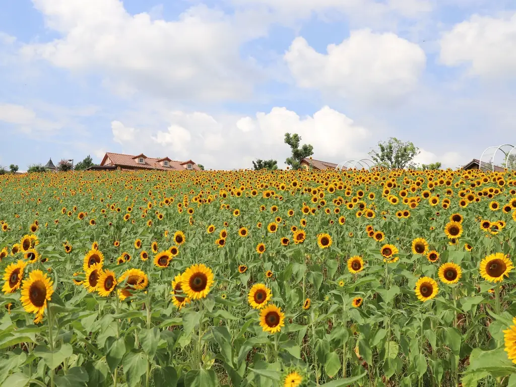【8月開花予想】夏風に揺れる、ひまわりの丘～7万本のひまわり～【ハーベストの丘】 画像 3