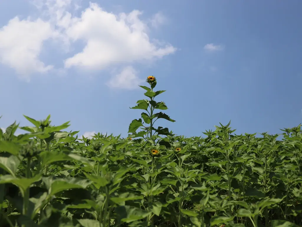 【8月開花予想】夏風に揺れる、ひまわりの丘～7万本のひまわり～【ハーベストの丘】 画像 4
