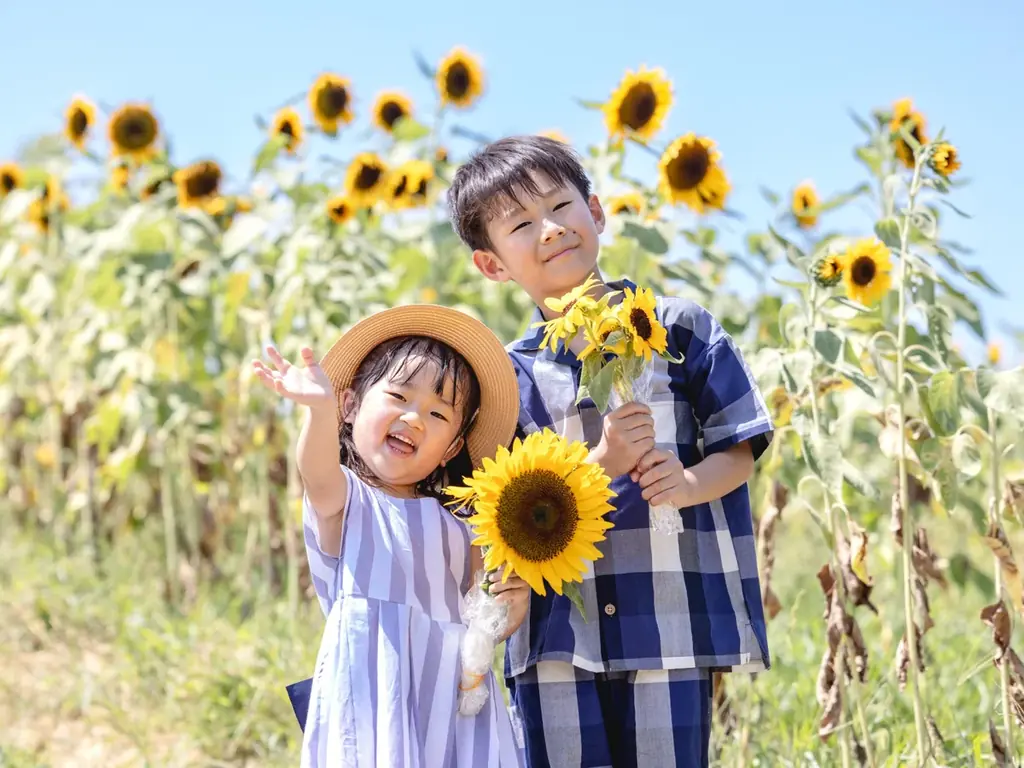 【8月開花予想】夏風に揺れる、ひまわりの丘～7万本のひまわり～【ハーベストの丘】 画像 5