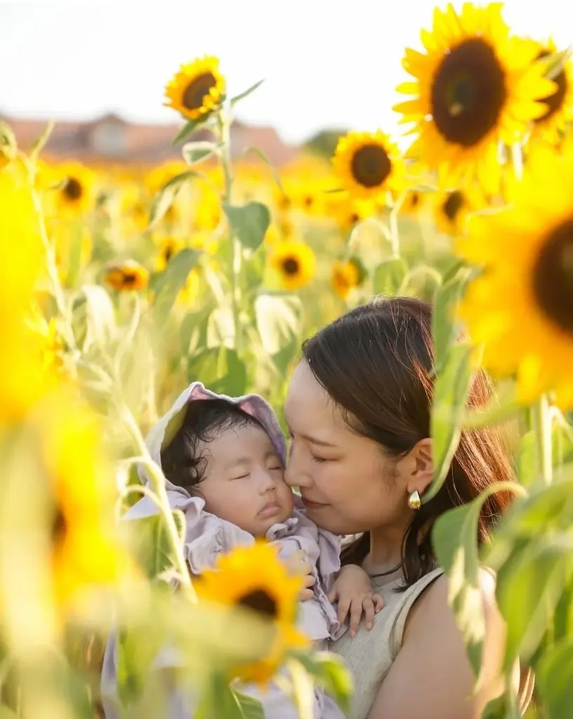 【8月開花予想】夏風に揺れる、ひまわりの丘～7万本のひまわり～【ハーベストの丘】 画像 6