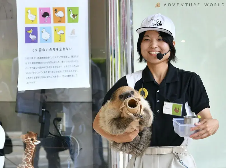小柄な体と大きな耳がチャームポイント！新たに仲間入りした「パルマワラビー」３頭の一般公開を、２０２６年７月２７日より開始します 画像 2