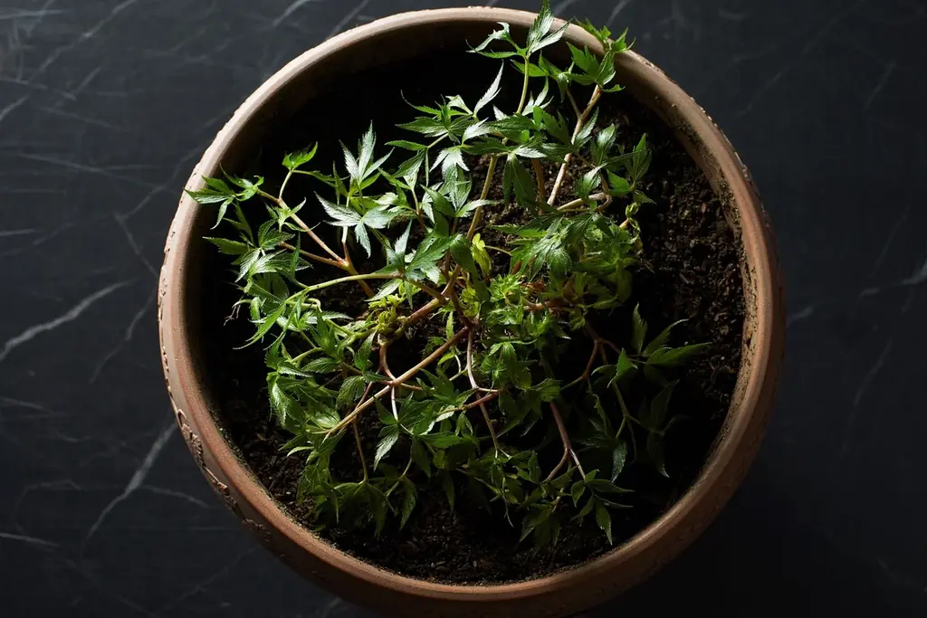 【JWマリオット・ホテル奈良】世界遺産「飛鳥・藤原の宮都」登録をホテル全館で祝う期間限定フェア開催 画像 7