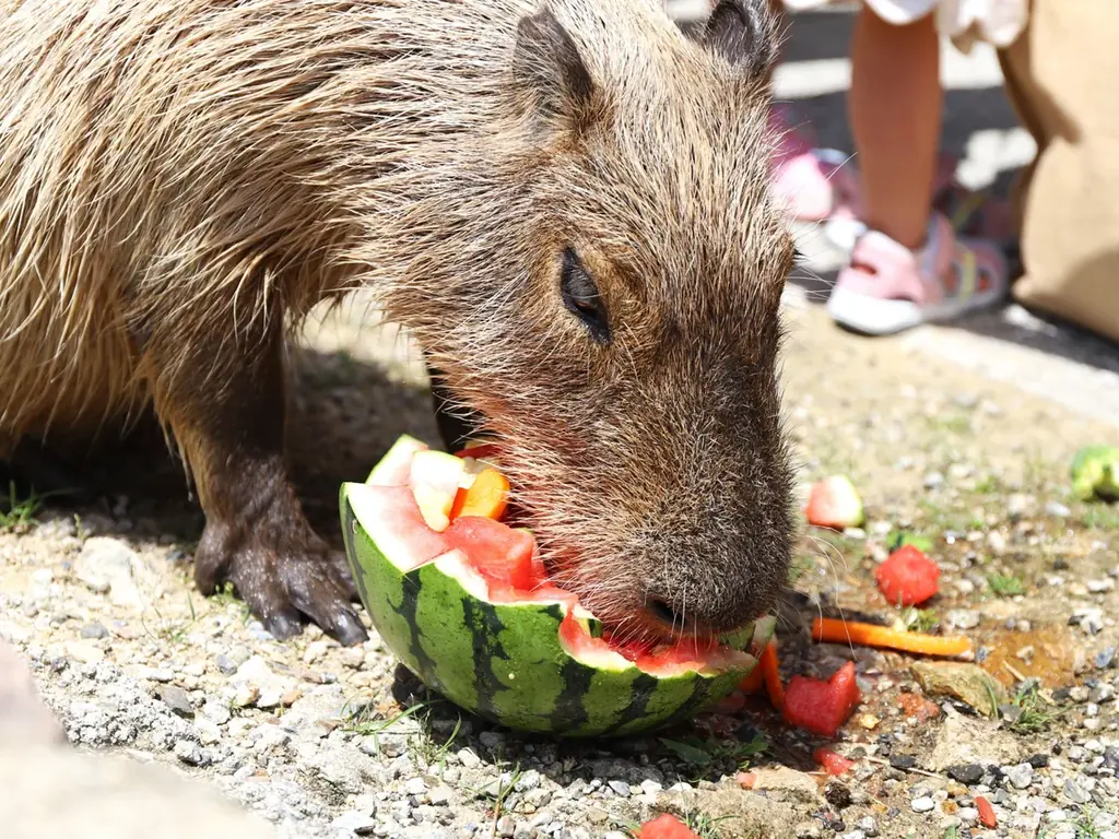 【熱中症対策】カピバラやヤギたちもしっかり水分補給！　～カピバラ＆ヤギのスイカパーティー～【ハーベストの丘】 画像 1
