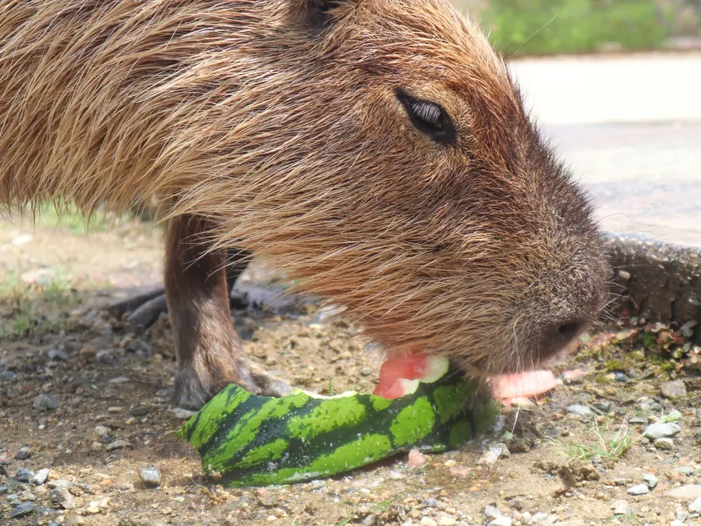 【熱中症対策】カピバラやヤギたちもしっかり水分補給！　～カピバラ＆ヤギのスイカパーティー～【ハーベストの丘】 画像 2