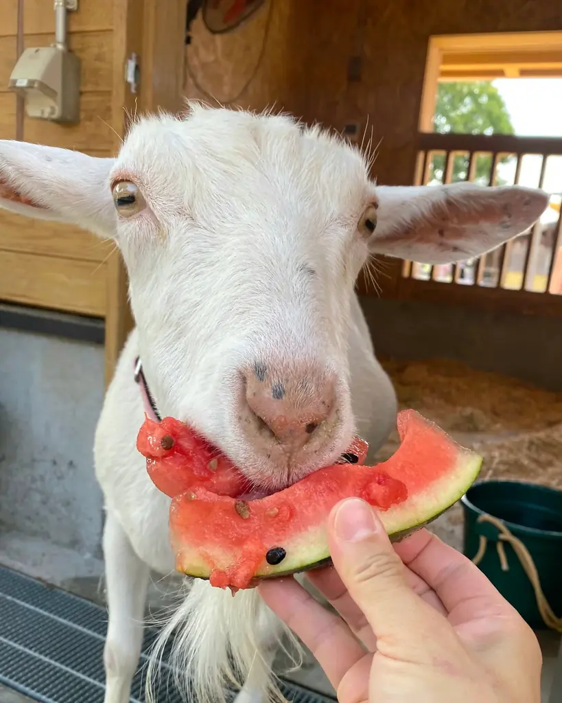 【熱中症対策】カピバラやヤギたちもしっかり水分補給！　～カピバラ＆ヤギのスイカパーティー～【ハーベストの丘】 画像 3