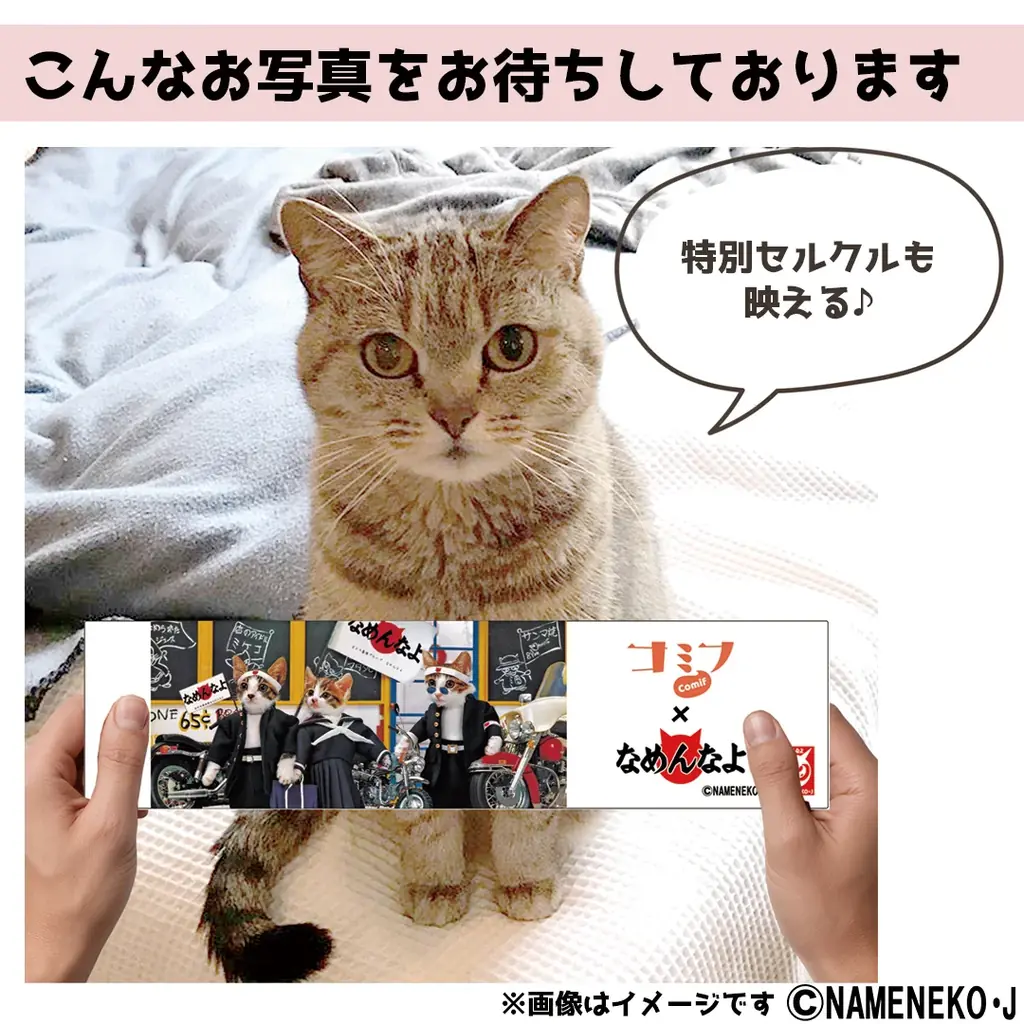 ネコちゃん専用ケーキと1980年代にブームになった「なめ猫」が夢のコラボ！「コミフ なめ猫とお祝い肉球ムース」が8月25日発売 画像 10