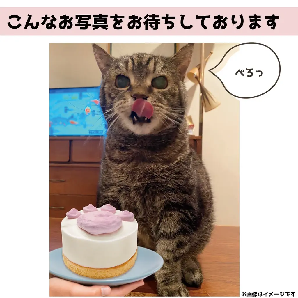 ネコちゃん専用ケーキと1980年代にブームになった「なめ猫」が夢のコラボ！「コミフ なめ猫とお祝い肉球ムース」が8月25日発売 画像 9