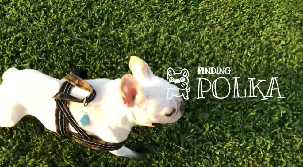 【あいたい ともだちがいる　あいたい 家族がいる】犬をさがすインタラクティブアドベンチャー『Finding Polka』​2026年8月12日(水)に発売決定！ 画像 5