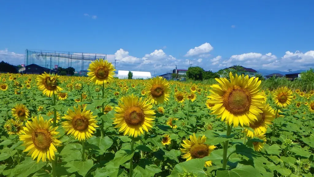 8月1日開始 佐賀ひょうたん島の25万本ひまわり
