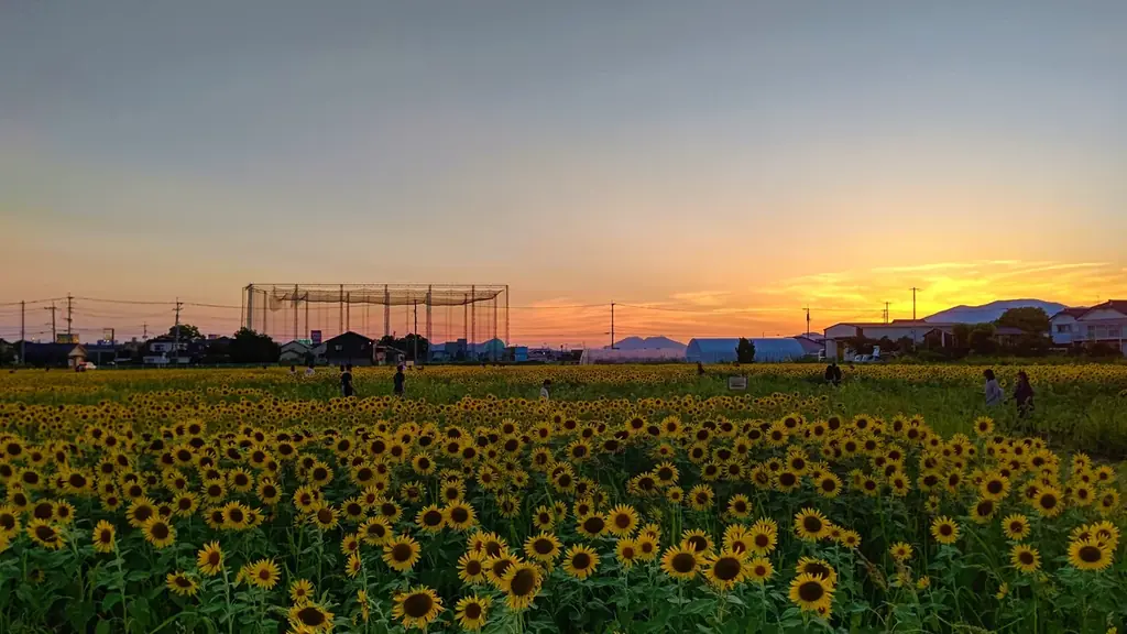 【佐賀市】25万本を超えるひまわりが佐賀市・ひょうたん島公園を彩る 画像 2