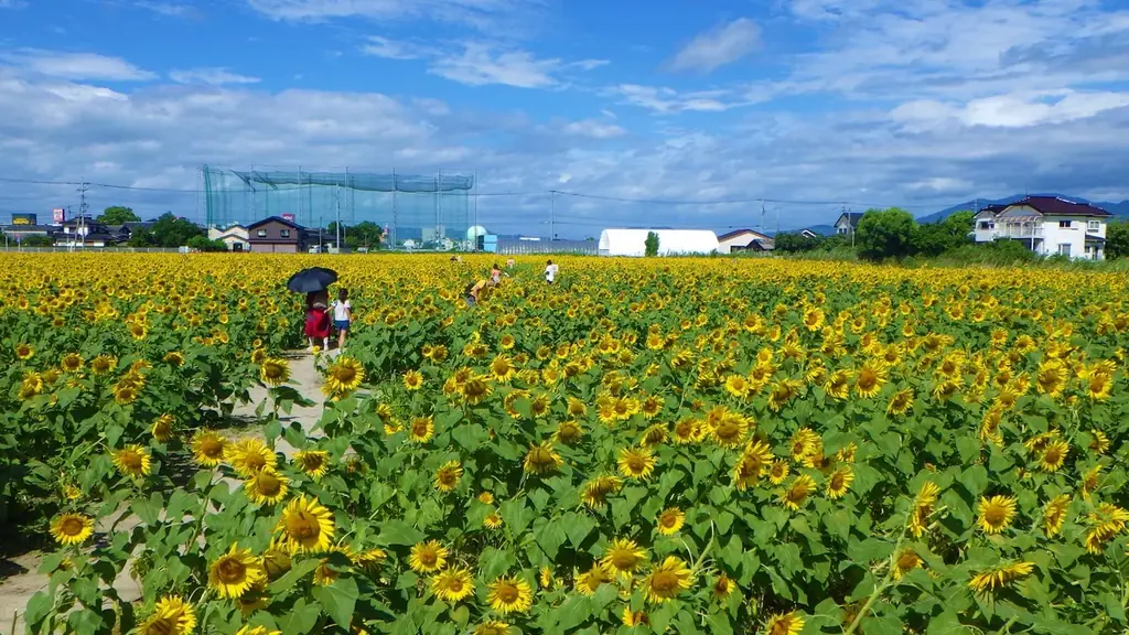 【佐賀市】25万本を超えるひまわりが佐賀市・ひょうたん島公園を彩る 画像 3