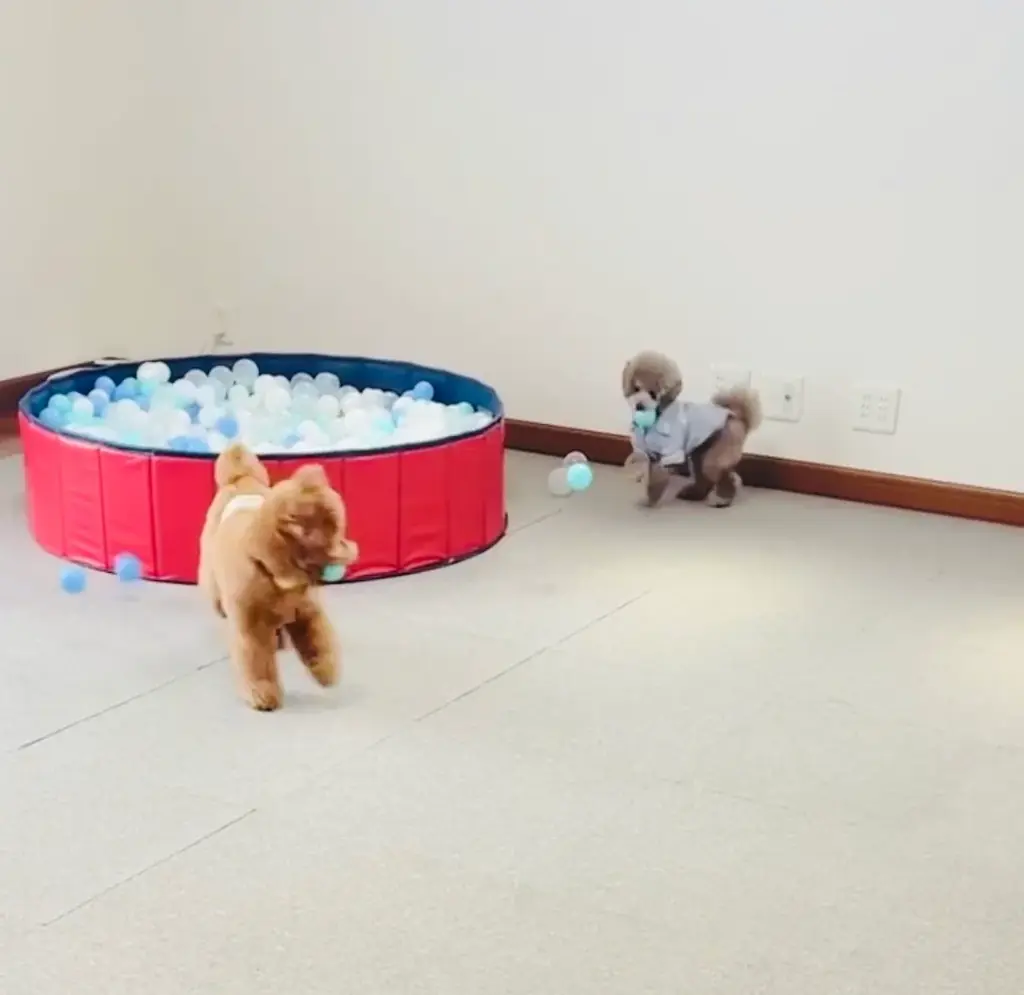 91％の飼い主が愛犬の熱中症を心配。猛暑の夏に、わんこのための夏バテ対策メニューを８月３日（月）より提供開始 画像 6