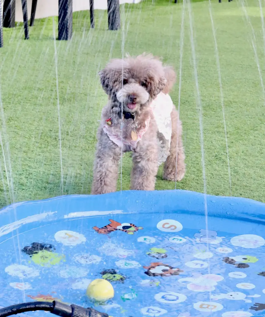 91％の飼い主が愛犬の熱中症を心配。猛暑の夏に、わんこのための夏バテ対策メニューを８月３日（月）より提供開始 画像 7