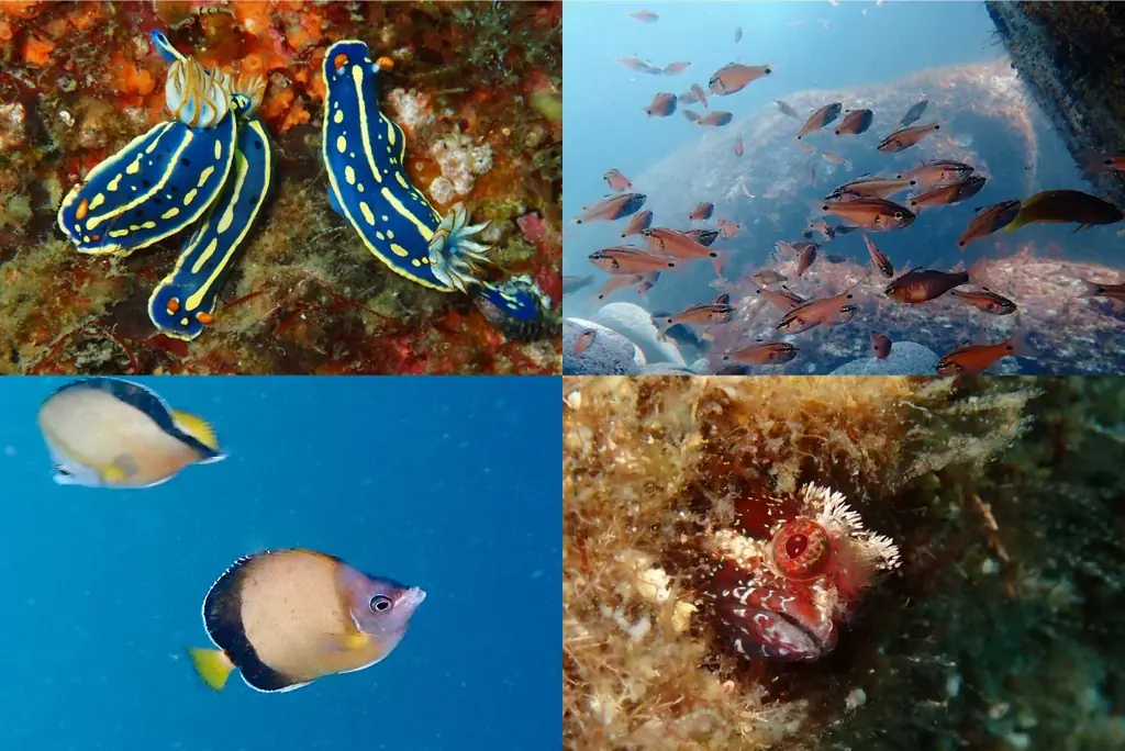 伊豆の秘境「キガシタ」で、人数限定、楽しさてんこ盛り海あそび企画を開催！ 画像 3