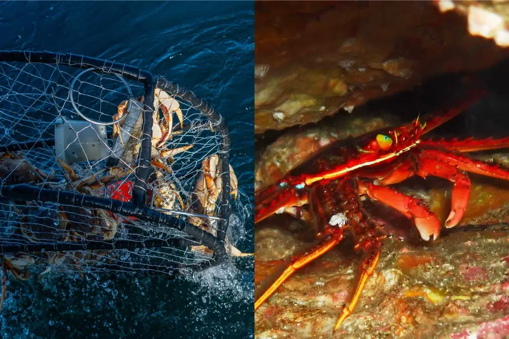 伊豆の秘境「キガシタ」で、人数限定、楽しさてんこ盛り海あそび企画を開催！ 画像 5