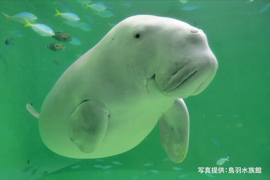 【シェラトン都ホテル大阪】「鳥羽水族館」と初コラボレーション　共同開発のアフタヌーンティーを期間限定販売 画像 14