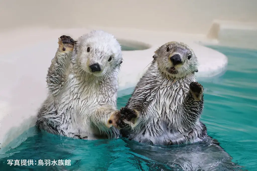【シェラトン都ホテル大阪】「鳥羽水族館」と初コラボレーション　共同開発のアフタヌーンティーを期間限定販売 画像 15