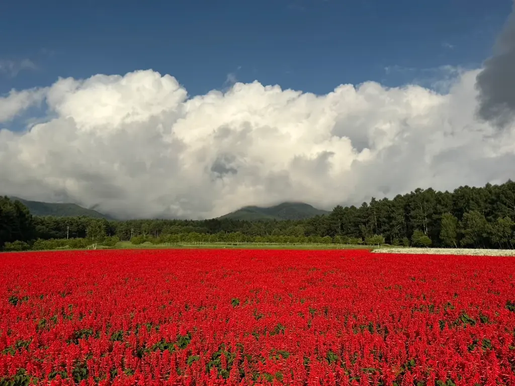 標高1,300mの花畑で赤白サルビアがほぼ満開　YATZ GARDEN夏の見どころ