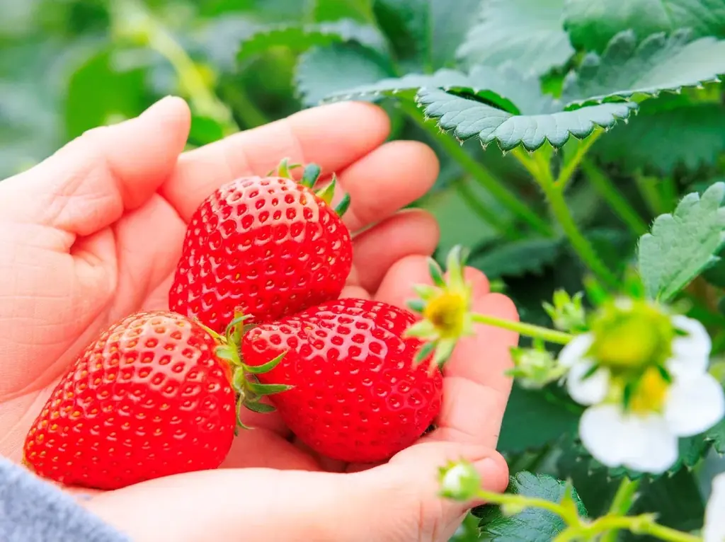 10haの花畑 赤と白のサルビアが「ほぼ満開」に！「カラーズ」も6分咲きとなり、お盆のピークへ【八ヶ岳農業大学校「YATZ GARDEN（ヤッツガーデン）」】 画像 13