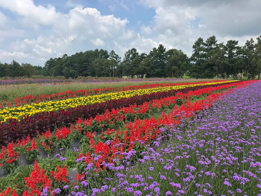 10haの花畑 赤と白のサルビアが「ほぼ満開」に！「カラーズ」も6分咲きとなり、お盆のピークへ【八ヶ岳農業大学校「YATZ GARDEN（ヤッツガーデン）」】 画像 2