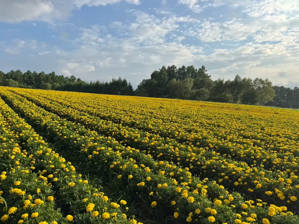 10haの花畑 赤と白のサルビアが「ほぼ満開」に！「カラーズ」も6分咲きとなり、お盆のピークへ【八ヶ岳農業大学校「YATZ GARDEN（ヤッツガーデン）」】 画像 3