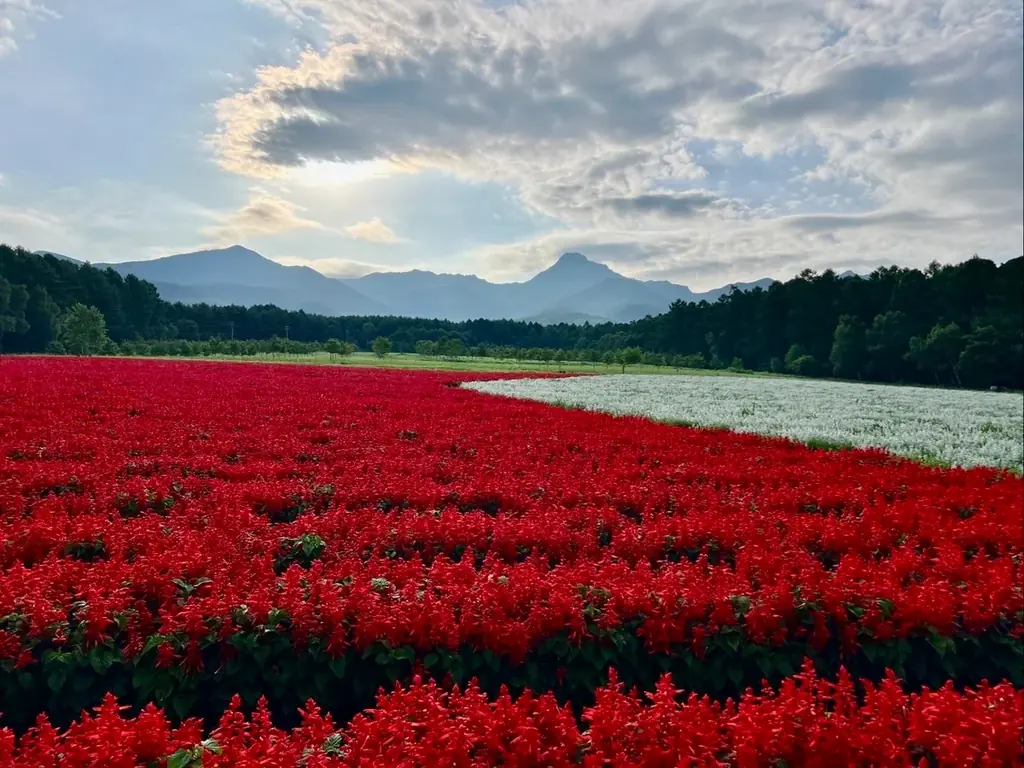 10haの花畑 赤と白のサルビアが「ほぼ満開」に！「カラーズ」も6分咲きとなり、お盆のピークへ【八ヶ岳農業大学校「YATZ GARDEN（ヤッツガーデン）」】 画像 4