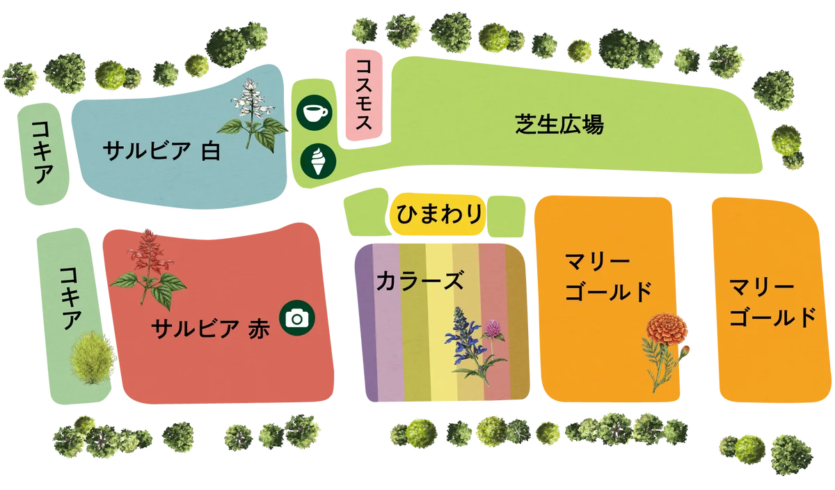 10haの花畑 赤と白のサルビアが「ほぼ満開」に！「カラーズ」も6分咲きとなり、お盆のピークへ【八ヶ岳農業大学校「YATZ GARDEN（ヤッツガーデン）」】 画像 5