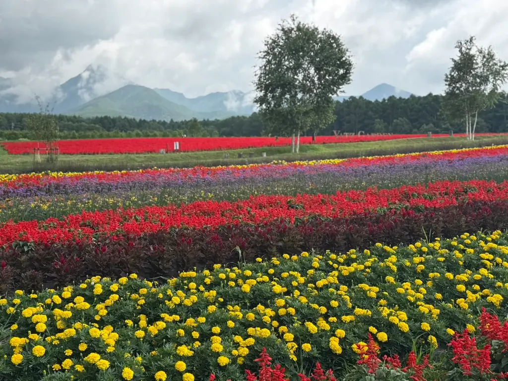 10haの花畑 赤と白のサルビアが「ほぼ満開」に！「カラーズ」も6分咲きとなり、お盆のピークへ【八ヶ岳農業大学校「YATZ GARDEN（ヤッツガーデン）」】 画像 6