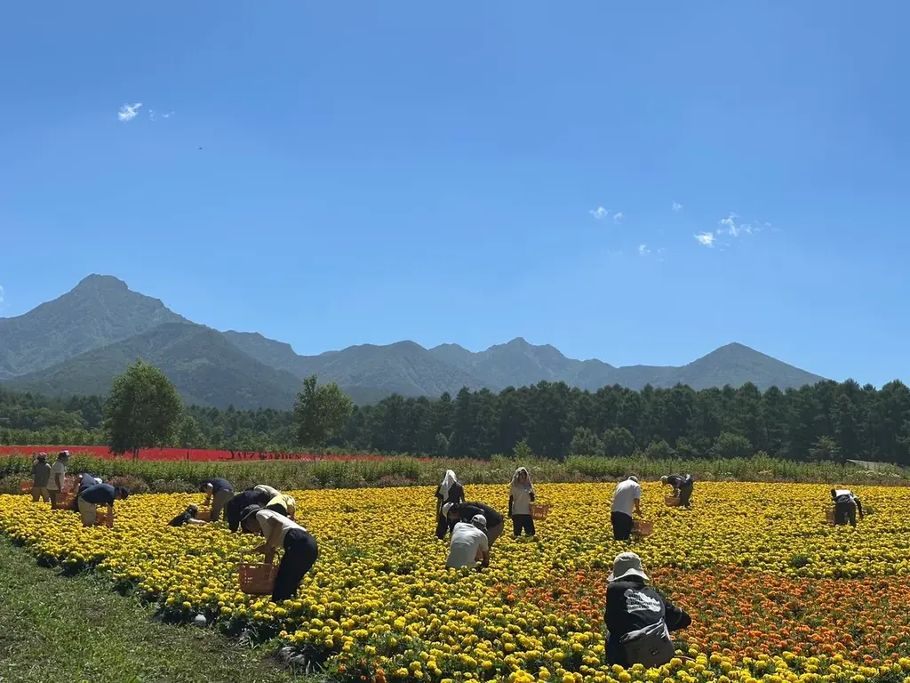 10haの花畑 赤と白のサルビアが「ほぼ満開」に！「カラーズ」も6分咲きとなり、お盆のピークへ【八ヶ岳農業大学校「YATZ GARDEN（ヤッツガーデン）」】 画像 8