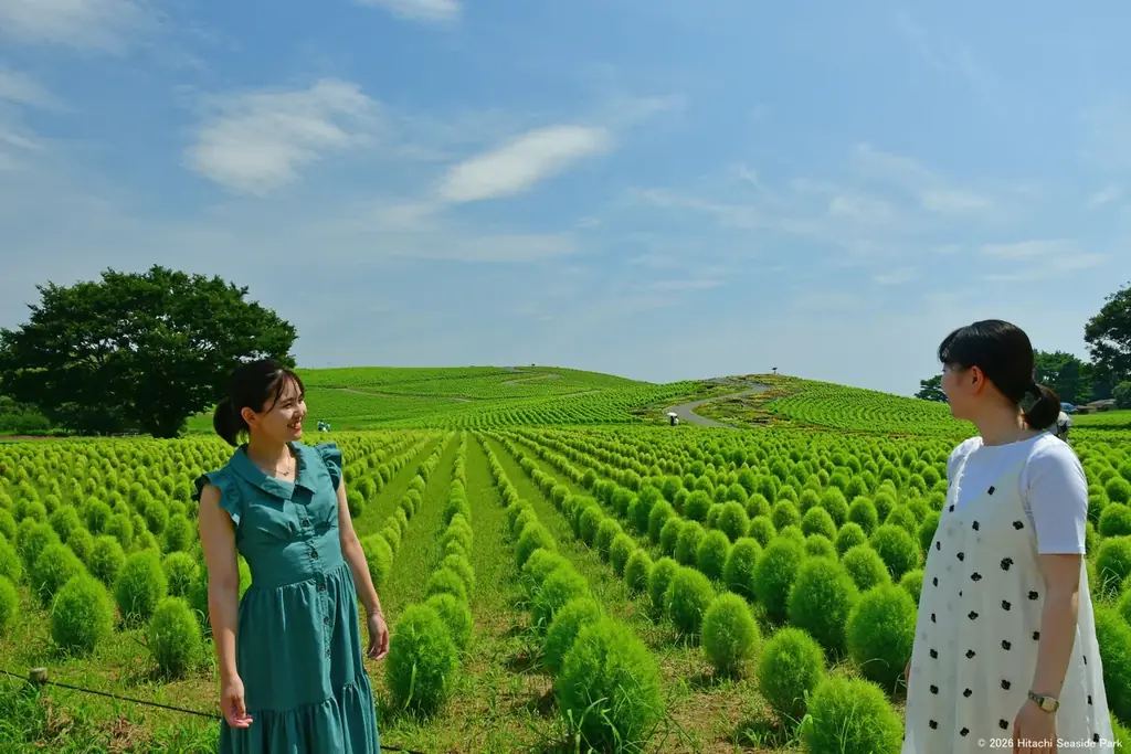 グリーンコキアで、夏だけのフォトタイム（国営ひたち海浜公園） 画像 3