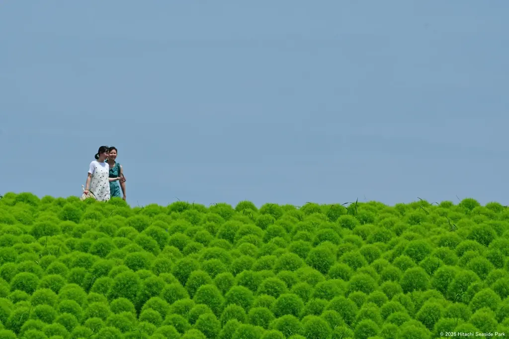 グリーンコキアで、夏だけのフォトタイム（国営ひたち海浜公園） 画像 5