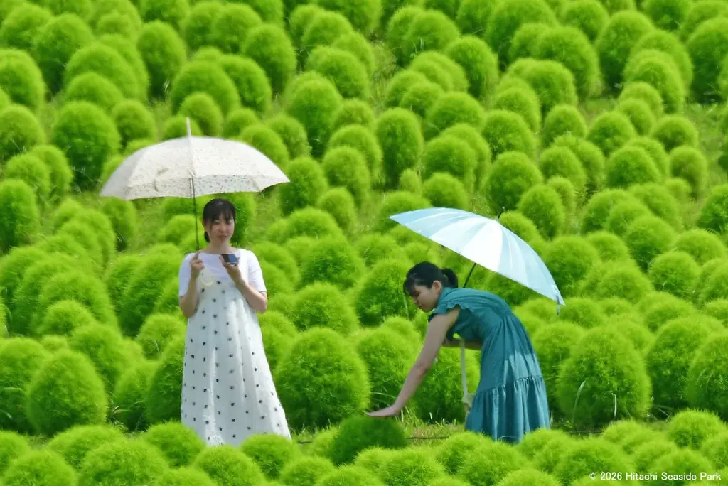 グリーンコキアで、夏だけのフォトタイム（国営ひたち海浜公園） 画像 6