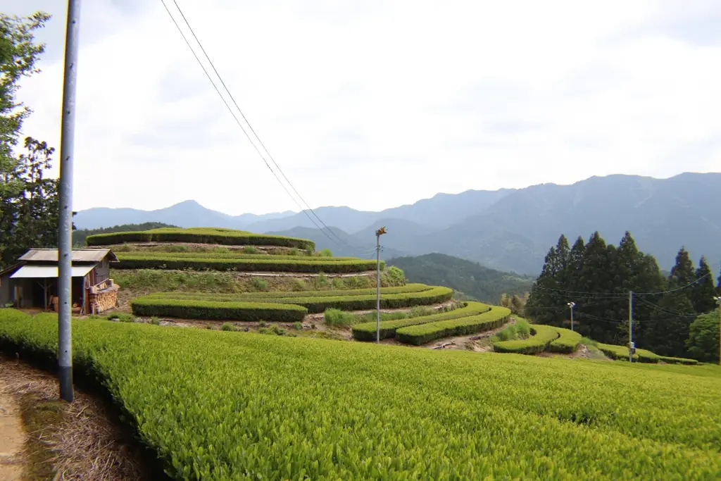 名古屋本山に100種を飲み比べる日本茶店『茶淹』