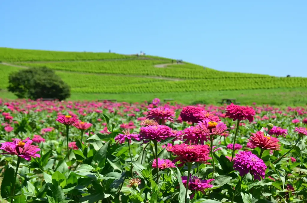 約35万本のジニアが織りなす花風景（国営ひたち海浜公園） 画像 1